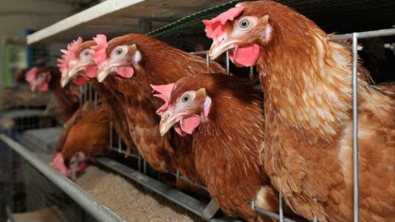 СКФО - в лидерах по приросту поголовья птицы