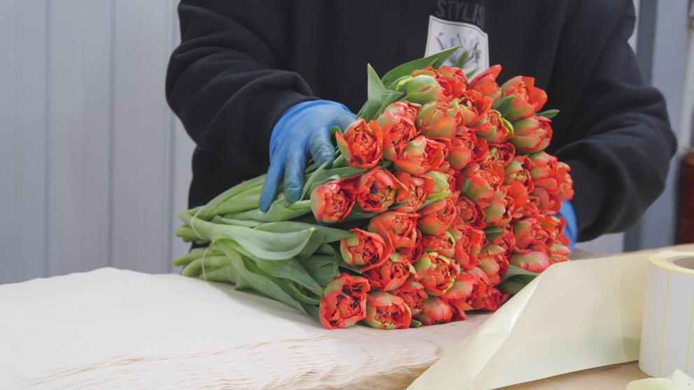 Четыре миллиона тюльпанов из Кочубеевского округа Ставрополья порадуют женщин по всей стране