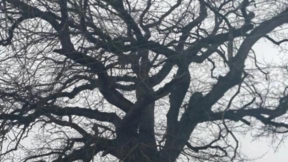 Двухсотлетний дуб станицы Старопавловской Кировского округа претендует на звание дерева года