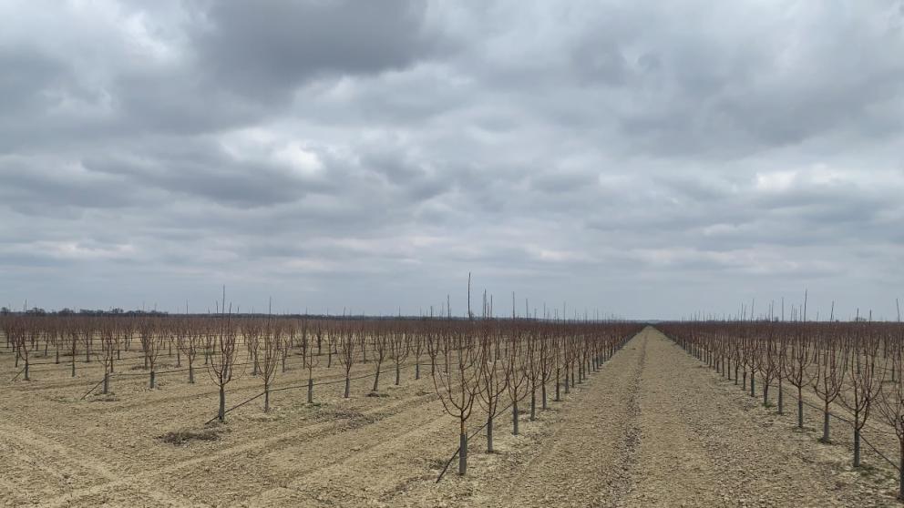 На Ставрополье заложат более 600 гектаров новых садов