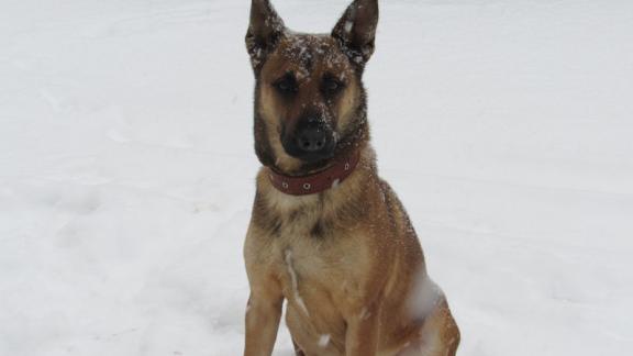 Похитителя цветов и алкоголя из магазина Александровского района нашла овчарка