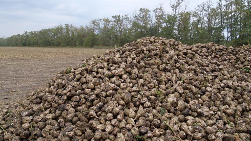 В Кочубеевском округе стартовала уборка сахарной свёклы