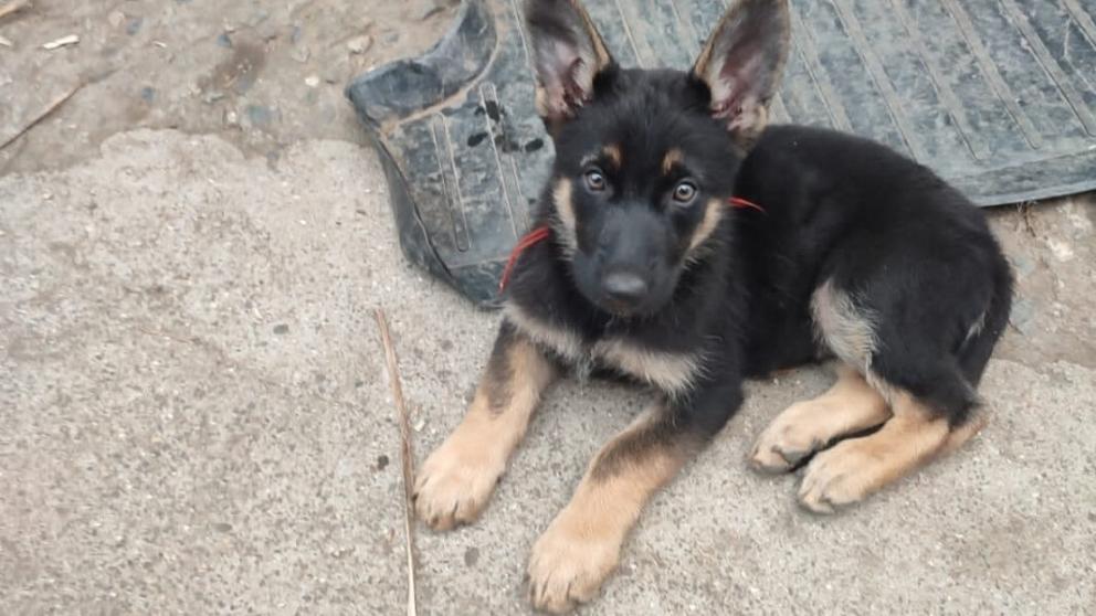 Ветеринары Ставрополья рассказали о витаминах для питомцев в весенний период