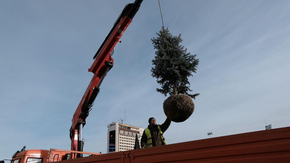Перед зданием краевого правительства в Ставрополе высадили 24 ели