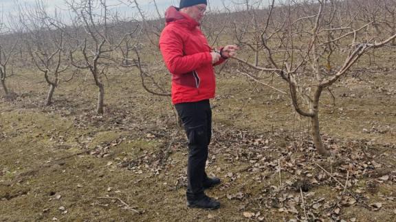 На Ставрополье проверяют состояние садов и виноградников 