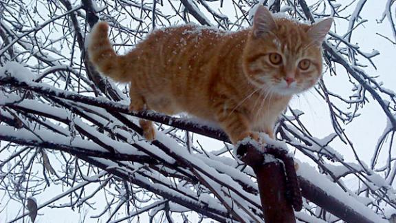 В Ставрополе в 2020 году спасли почти 200 животных