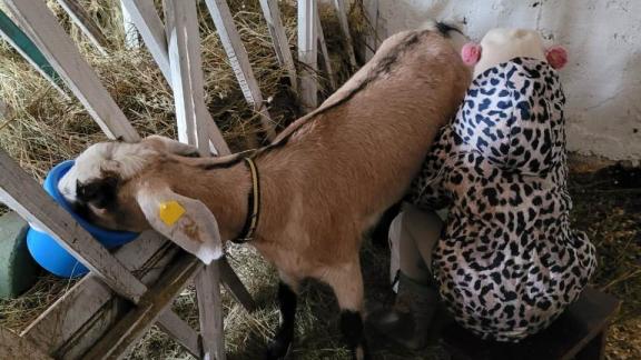 Многодетная мама на Ставрополье организовала необычную мини-ферму