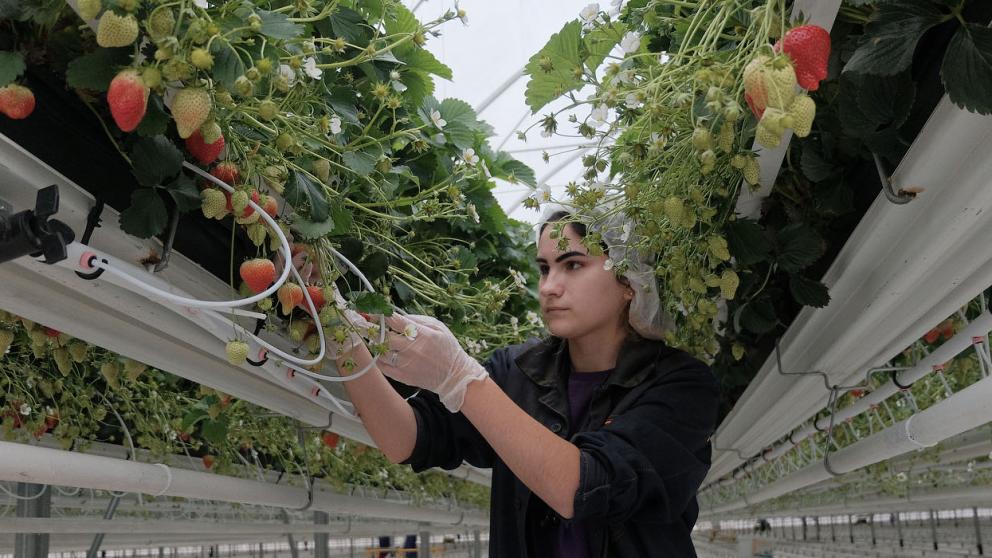 На поддержку малого агробизнеса на Ставрополье выделят более 161 миллиона рублей