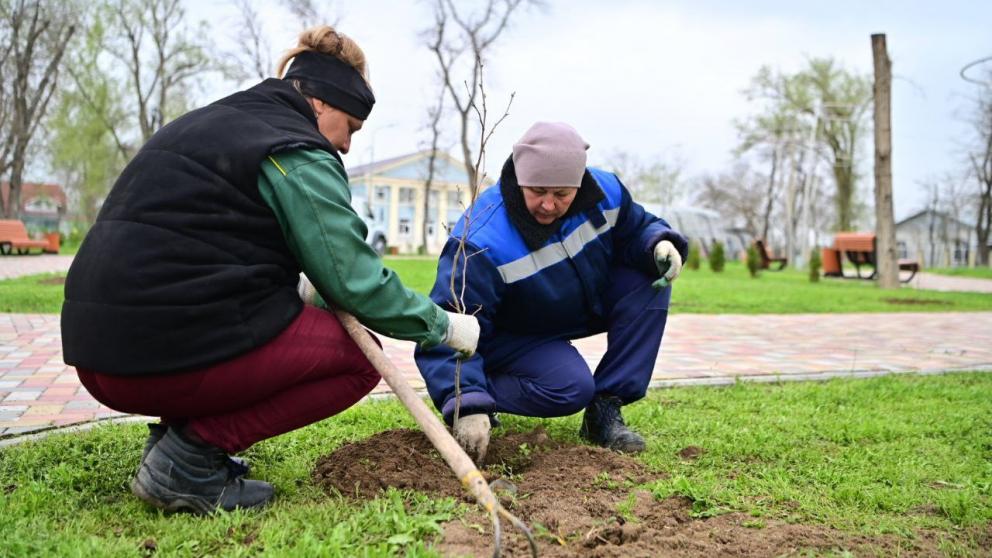 В Будённовске в парке имени Гагарина высадили платановую аллею
