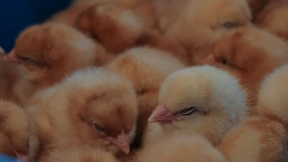 В Новоалександровске развиваются птицеводческие мощности