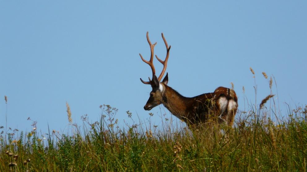 В Ставропольском крае зафиксировано увеличение популяции охотничьих видов животных