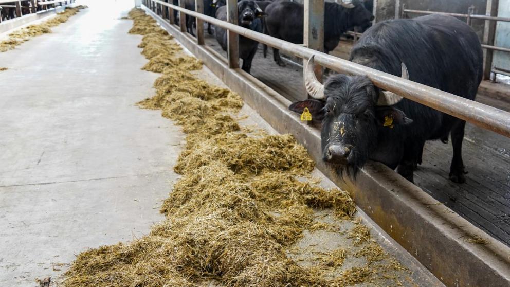 Буйволиная ферма на Ставрополье распахнула свои двери для туристов