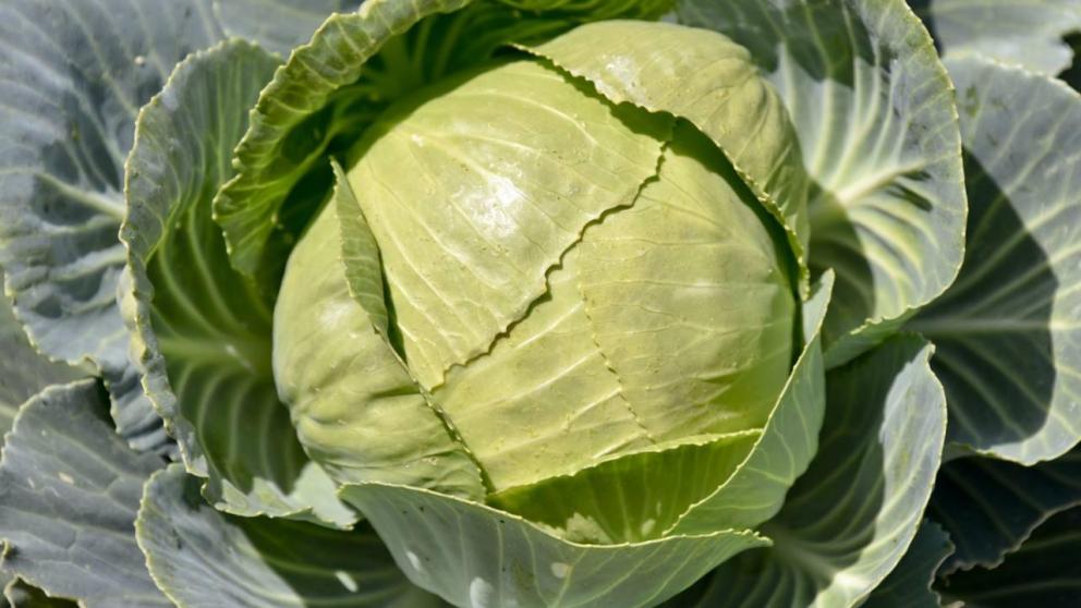 На Ставрополье собирают урожай капусты