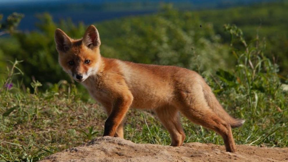 На Ставрополье лисята выходят в свет