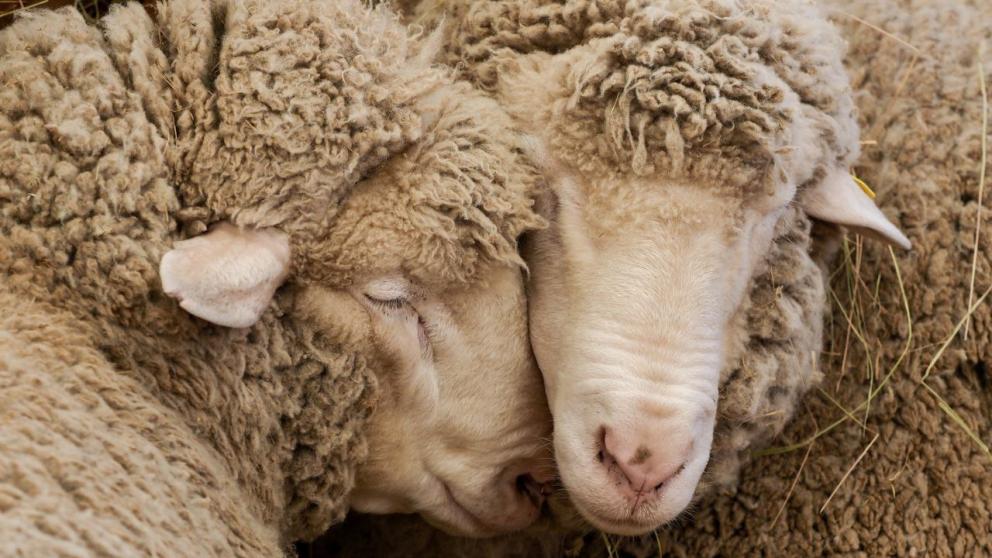 Владимир Владимиров: Масштабное возрождение шерстяной отрасли России должно начаться со Ставрополья