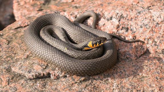 Жительница села Левокумского перепутала ужа с гадюкой и вызвала спасателей