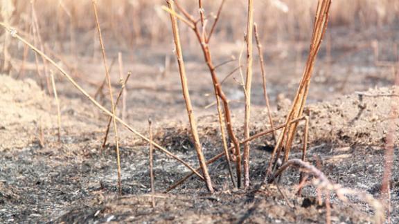 Пожарные потушили 900 кв метров горящей степи в Нефтекумском районе Ставрополья