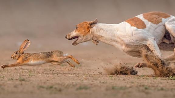 В Михайловске прошли испытания гончих собак, посвящённые 75-летию Победы