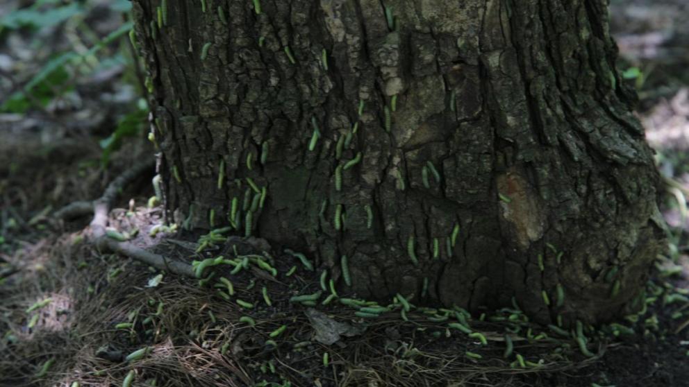 Зелёные гусеницы облюбовали Курортный парк в Ессентуках