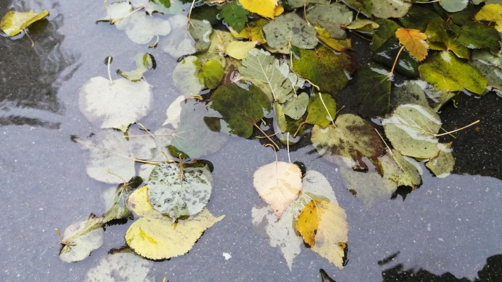 За полторы недели коммунальщики Ставрополья собрали 10 тысяч кубометров листвы