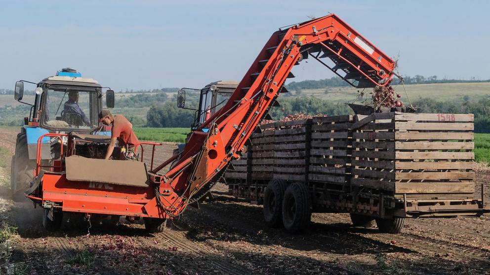 На Ставрополье увеличивают мелиорируемые земли, занятые под овощные культуры и картофель