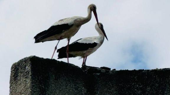 Красногвардейский округ Ставрополья облюбовали белые аисты