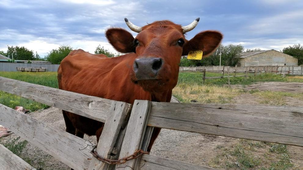 На Ставрополье 36 племенных хозяйств получили поддержку государства