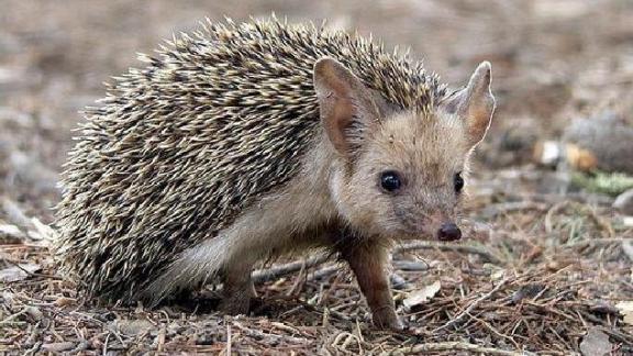 На Ставрополье организован государственный мониторинг объектов животного мира