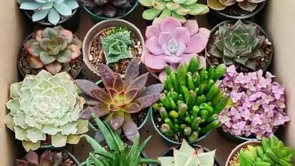 Цветоводы Ставрополья могут легко завести суккуленты