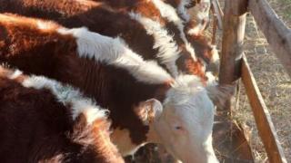 Фермерское хозяйство в Предгорном округе Ставрополья получило грант