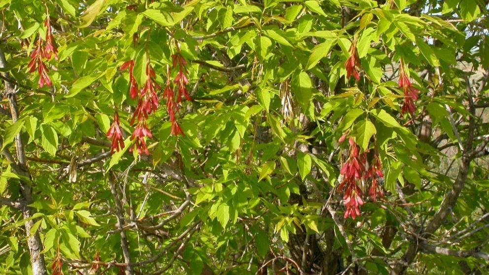 На Ставрополье усилится борьба с борщевиком