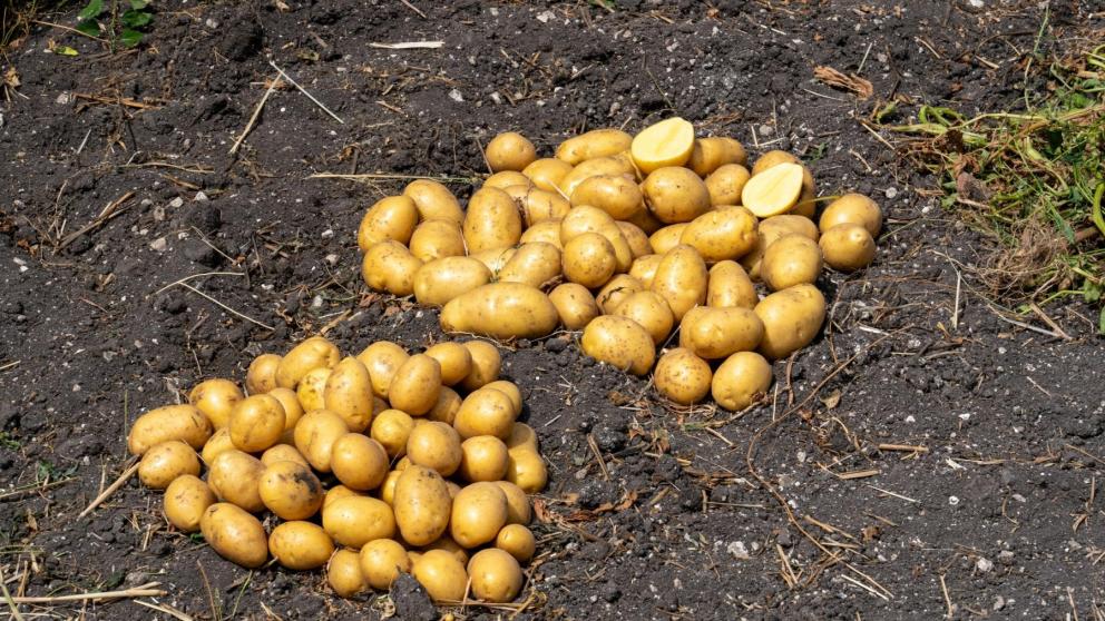 В Предгорном округе Ставрополья стартовала уборка раннего картофеля