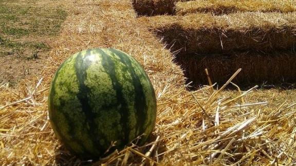 Лучший арбуз выберут на Всероссийском семинаре бахчеводов на Ставрополье