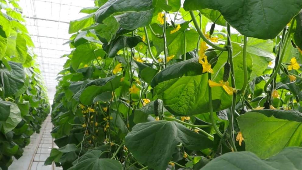 Тепличные комплексы Ставрополья нарастили объёмы производства овощей
