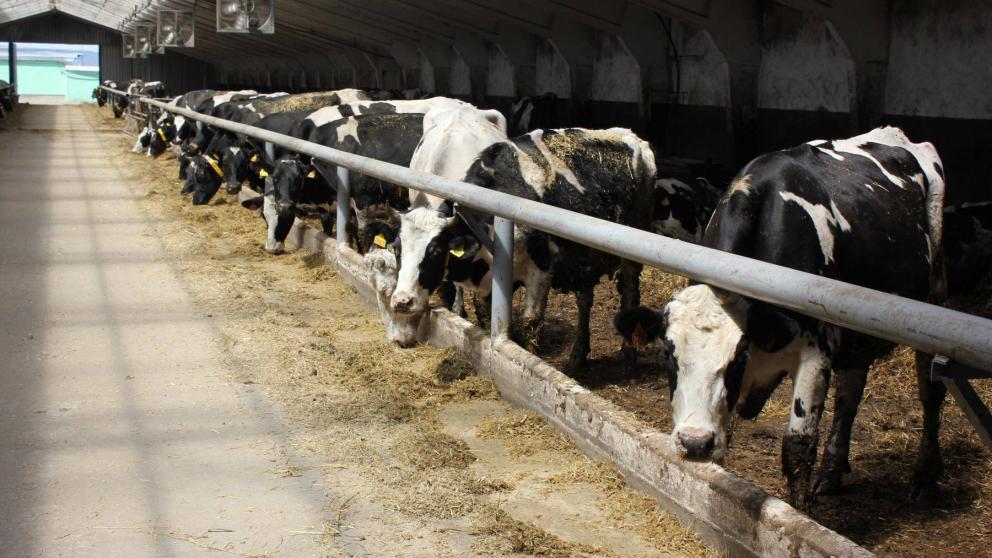 В Ставропольском крае отмечен подъём в молочном производстве