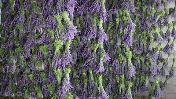 Производство эфирного масла лаванды организовали в Кировском округе Ставрополья