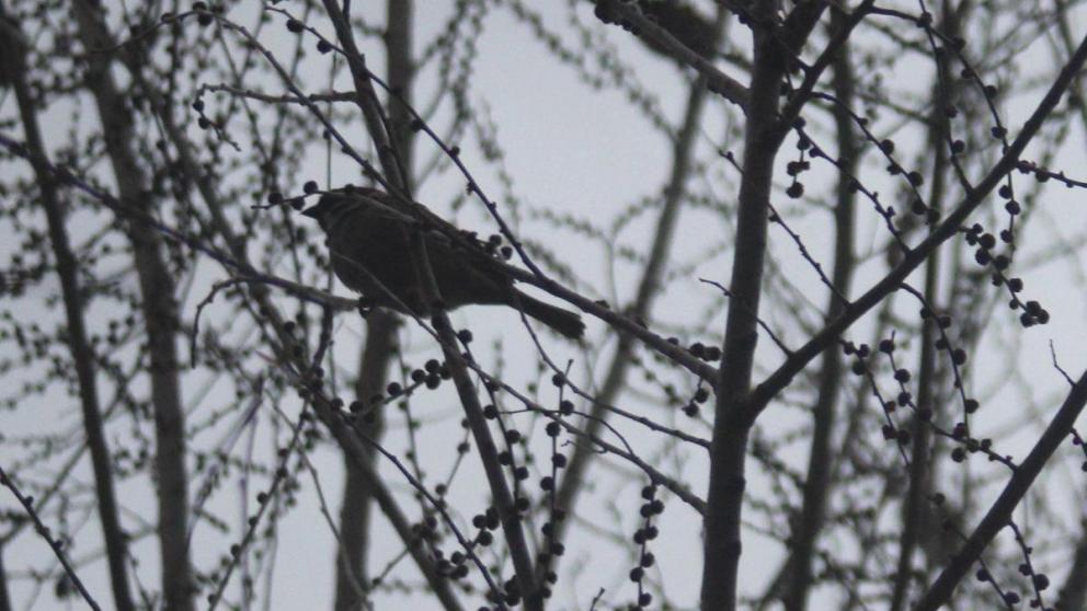 В Невинномысске сокращается численность воробьёв