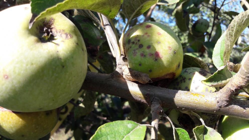 Как избавиться от щитовки в саду: методы борьбы и препараты