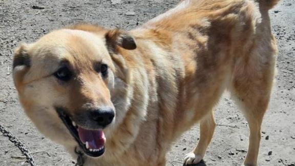 Как бороться с проблемой бездомных собак на Ставрополье