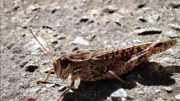 Россельхозцентр обнаружил саранчу в 10 округах Ставрополья