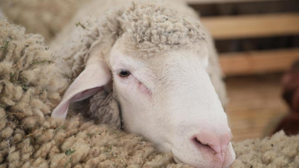 Ставрополье завоевало два Гран-при и 36 медалей на выставке племенных овец и коз