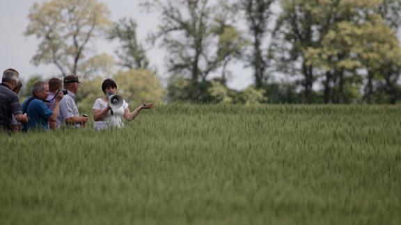 День поля на Ставрополье: Урожай может быть рекордным