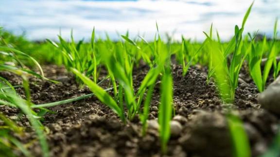 В Новоселицком округе Ставрополья завершилась весенняя посевная