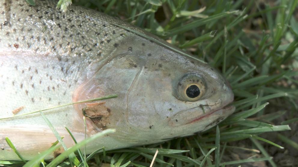 Какие проблемы у промышленного рыбоводства в Ставропольском крае