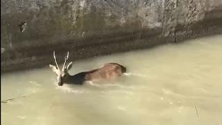 В Петровском округе Ставрополья спасли косулю