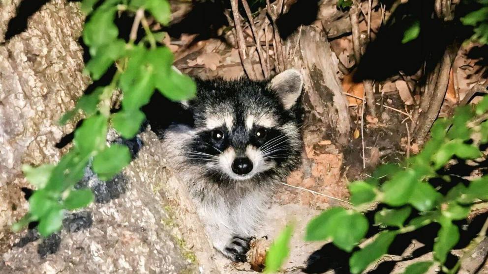 В парке станицы Ессентукской появились «охотники» за енотом