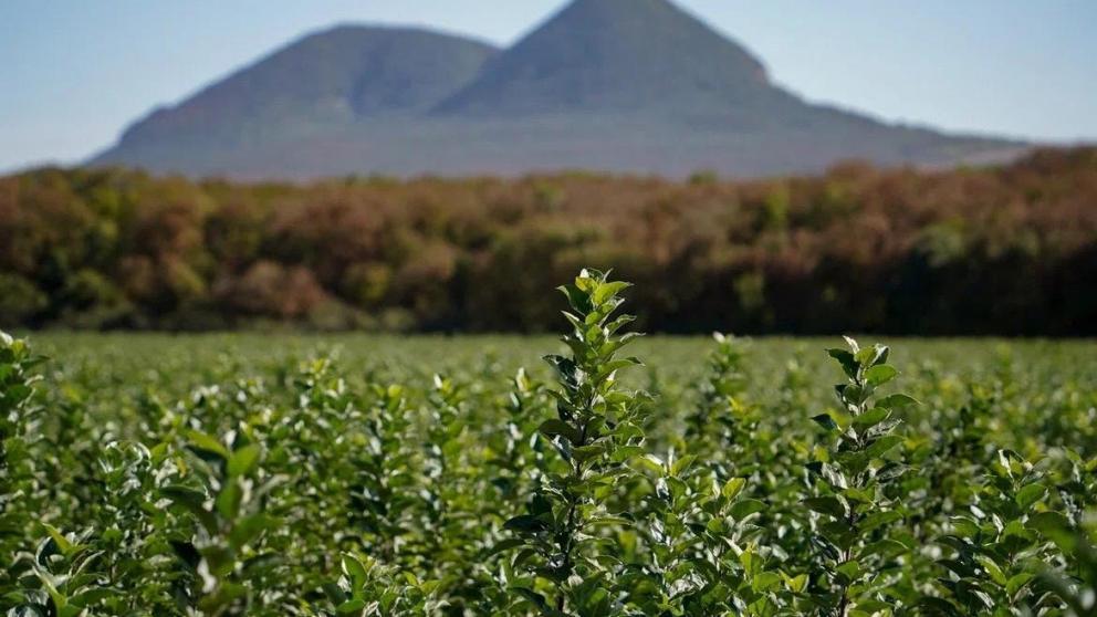 Сельхозпроизводители Минераловодского округа получили более 346 млн рублей господдержки