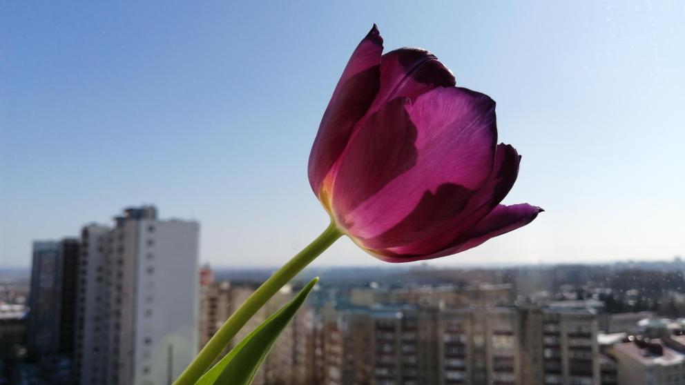 На Ставрополье 8 Марта женщинам подарят цветы и прокатят в музыкальном трамвае