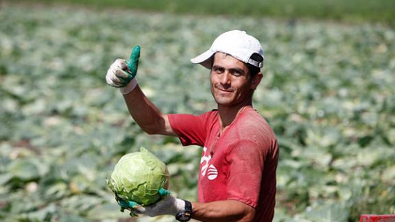 На Ставрополье началась уборка ранних овощей и фруктов