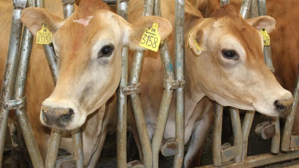 На Ставрополье фермеры смогут получить гранты на развитие семейных ферм